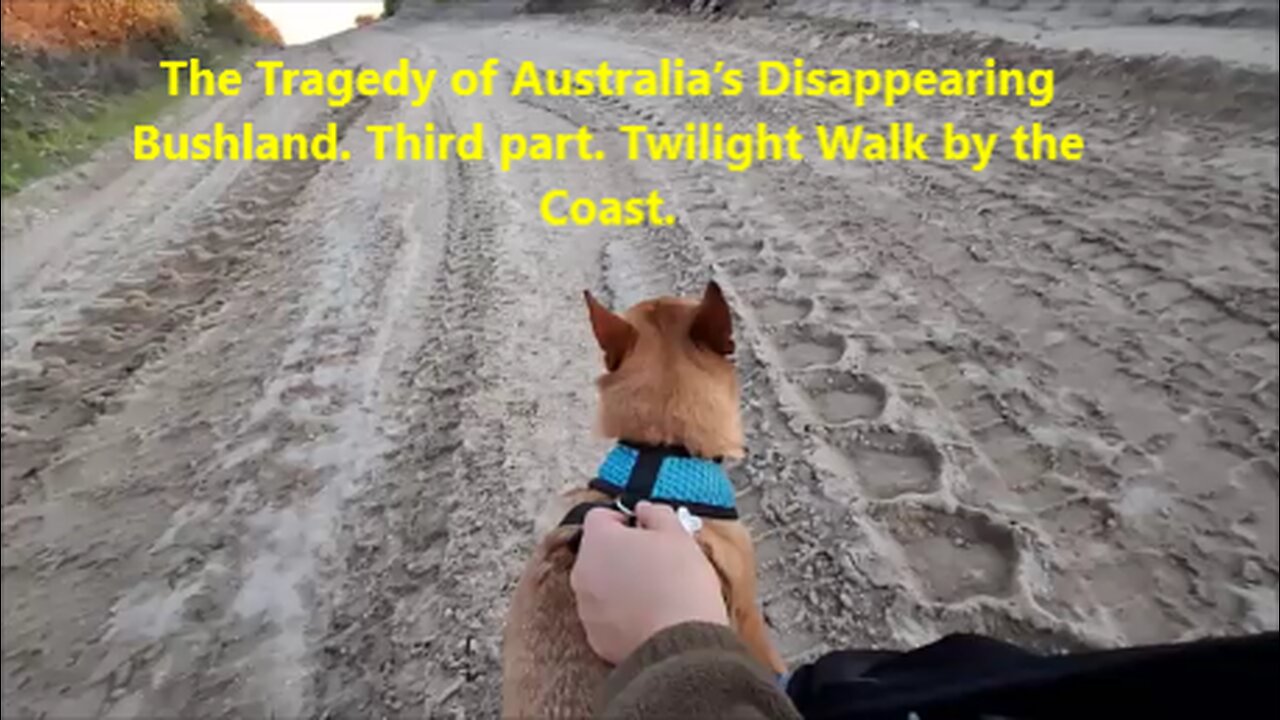 The Tragedy of Australia’s Disappearing Bushland. Third part. Twilight Walk by the Coast.