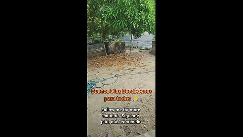 Un Día Tranquilo – Bendiciones / A Peaceful Day – Blessings 🫂🐕‍🦺❤️
