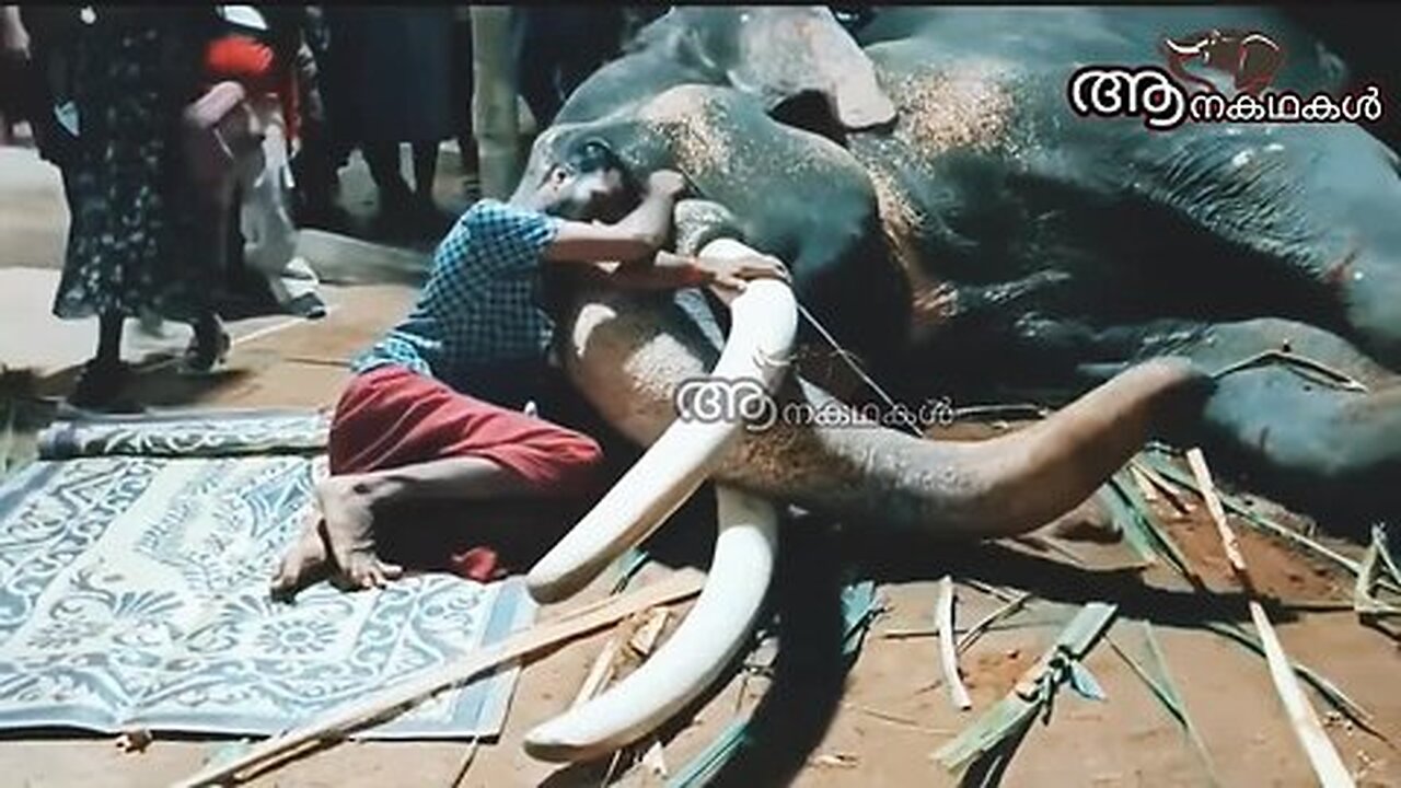 ഉറങ്ങുന്ന ആനയ്ക്ക് കാവൽ നിൽക്കുന്ന പാപ്പാൻ_Bharathi balanarayanan elephant_ elephant and mahout love