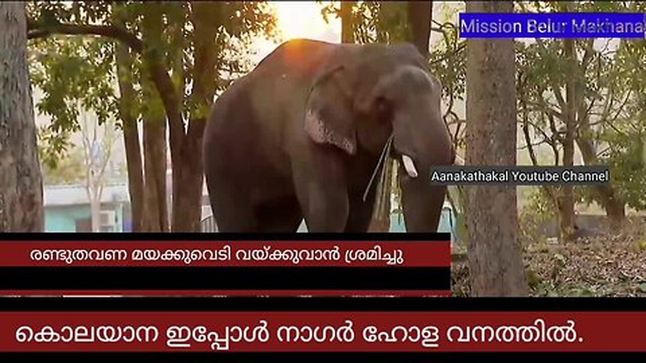 മോഴ ആനയെ ഓടിക്കുവാൻ വന്ന ദൗത്യസംഘത്തെ കണ്ടം വഴി ഓടിച്ചു കൊലയാന _ Wild elephant attack