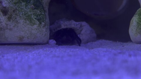 Hermit Crab in my saltwater tank