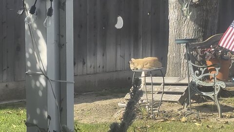 My Stray Cat 🐈 Zeus