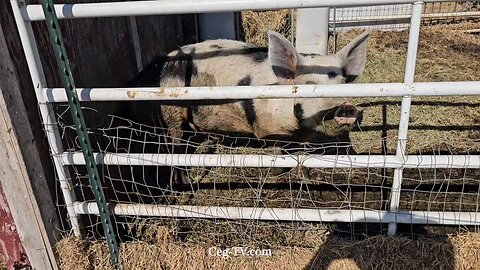 Graham Family Farm NW: 9:30 AM July 30 2025