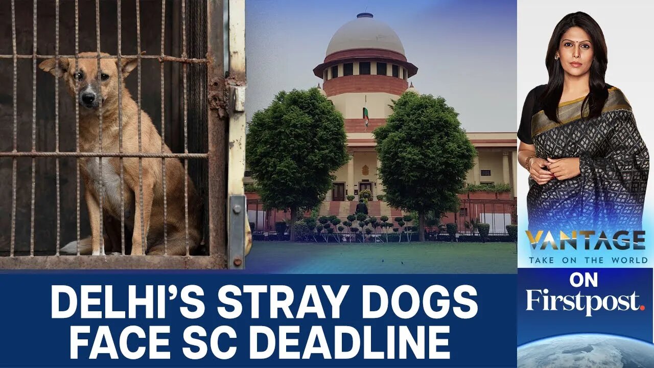 Humane or Dangerous: Why Delhi’s Stray Dogs Could Vanish in Just 8 Weeks | Vantage with Palki Sharma