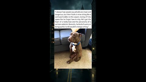 Pitbull Breaks Stereotypes By Sitting Like A Toddler