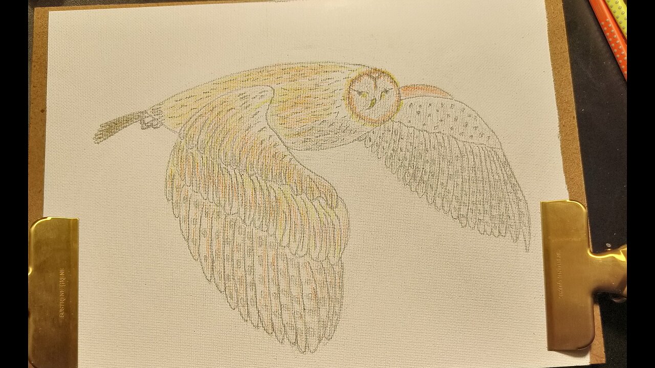 SLØREUGLE - BÚHO NIÑO - CHILD OWL