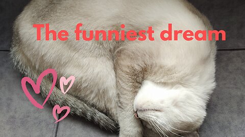 "Cutest Nap You'll See Today 😻💤"