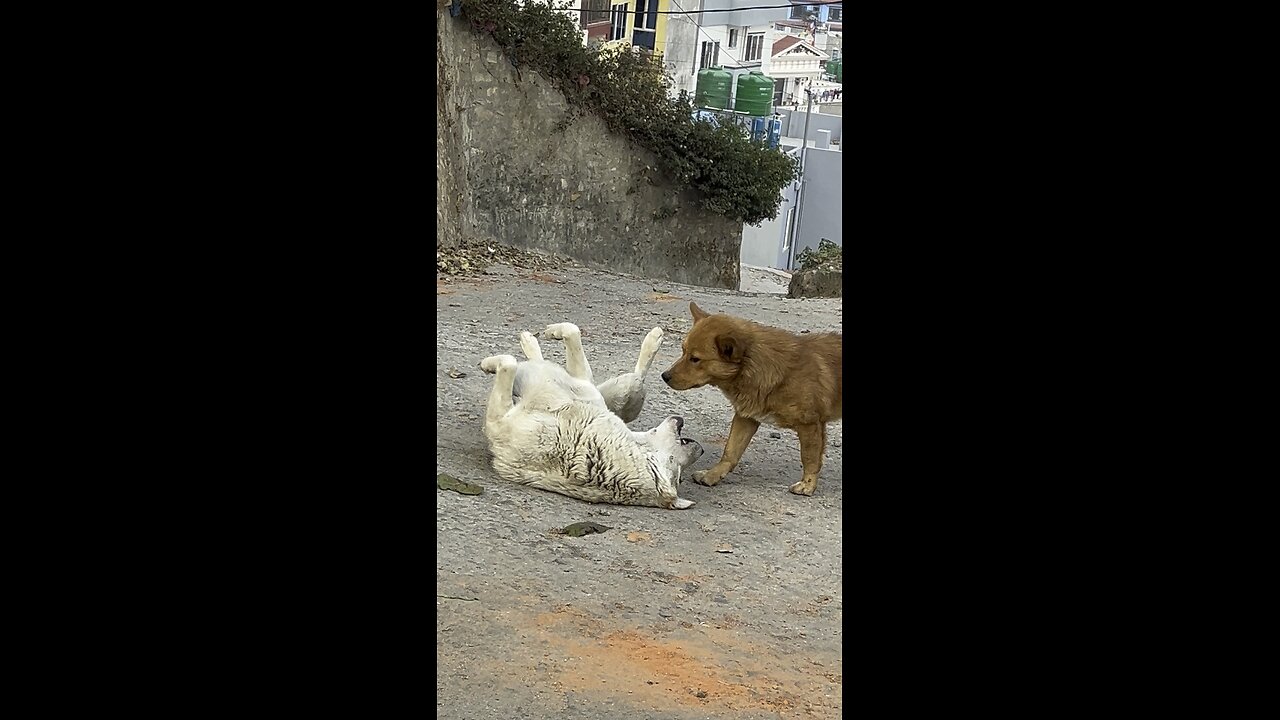 FunnyDog