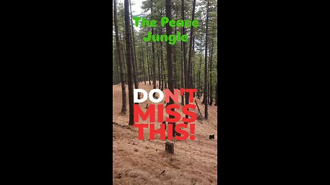 The Peace Jungle #peace #jungle #nature #india