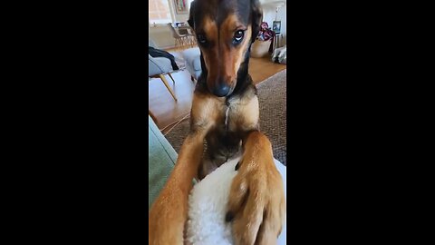 I 🐕‍🦺 feel shy to say,i♥️ u