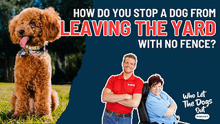 How Do You Stop a Dog From Leaving a Yard With No Fence? Puppy Socializing & More — Q&A Ep. 078