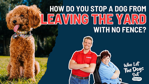 How Do You Stop a Dog From Leaving a Yard With No Fence? Puppy Socializing & More — Q&A Ep. 078