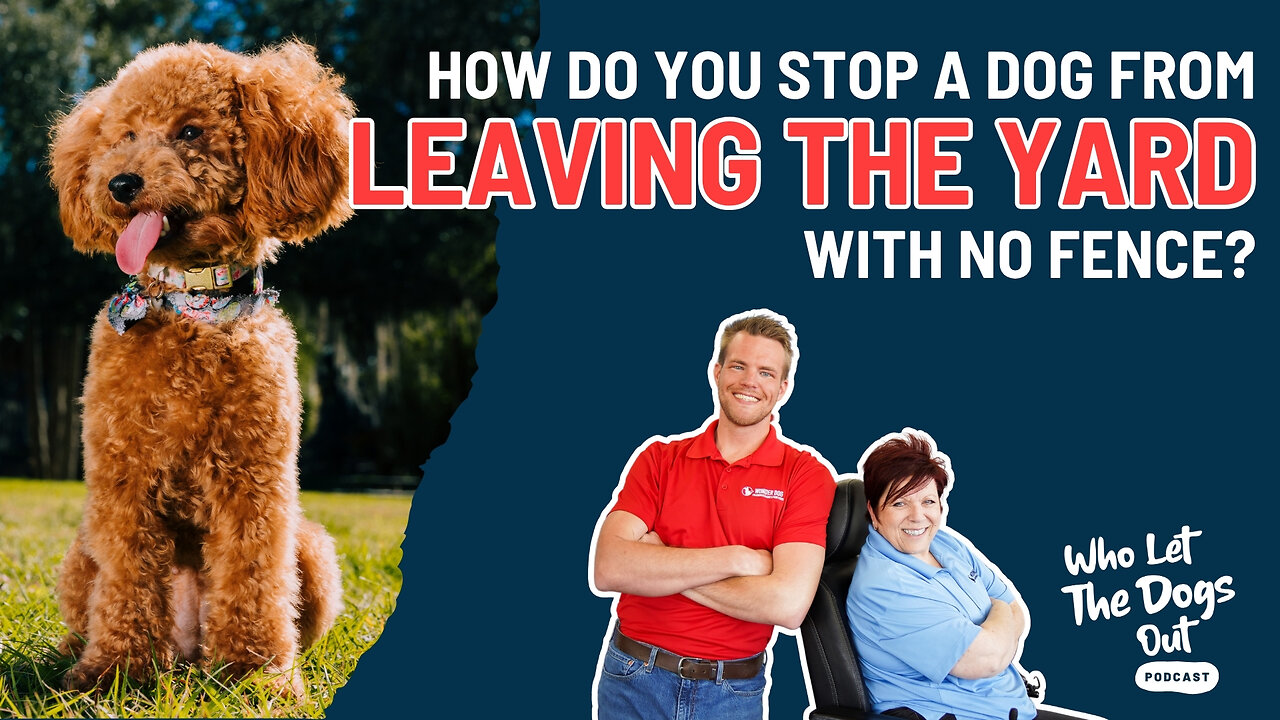 How Do You Stop a Dog From Leaving a Yard With No Fence? Puppy Socializing & More — Q&A Ep. 078