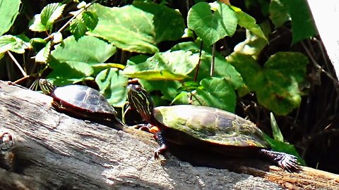 Painted Turtles
