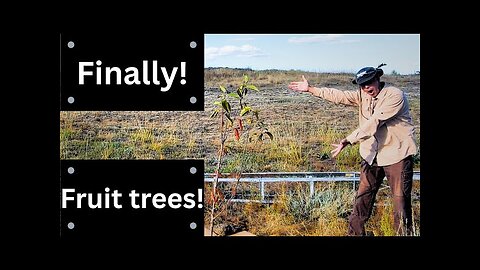 FINALLY! Adding Fruit Trees to our PAID OFF Property!