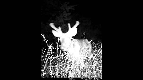 Deer Cam Big Buck Feeding In Tall Weeds Grass 06-02-2025 Game Camera Trail Camera
