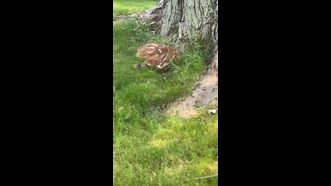 Twin fawns