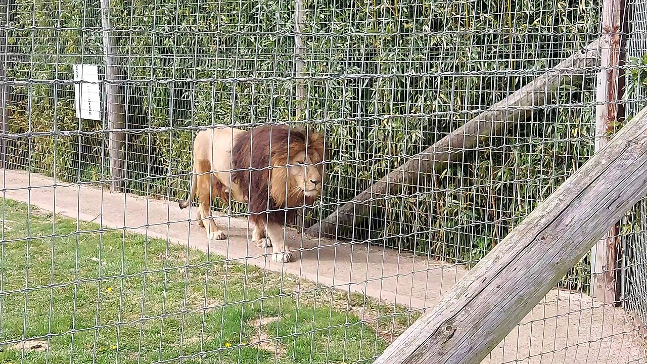 (Circus) Lion at Wolds Wildlife Park