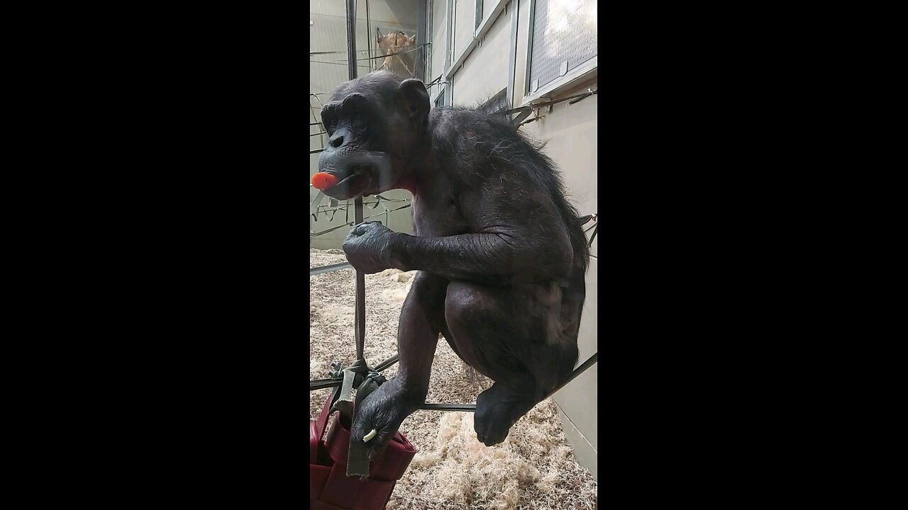 Chimpanzee eating carrot at Twycross Zoo