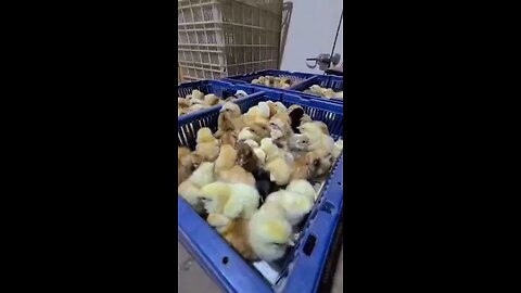 Poultry Farmers