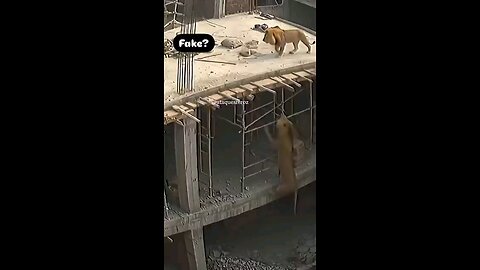 Lion moving around the man