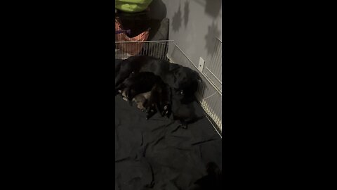 Puppies6/13/25