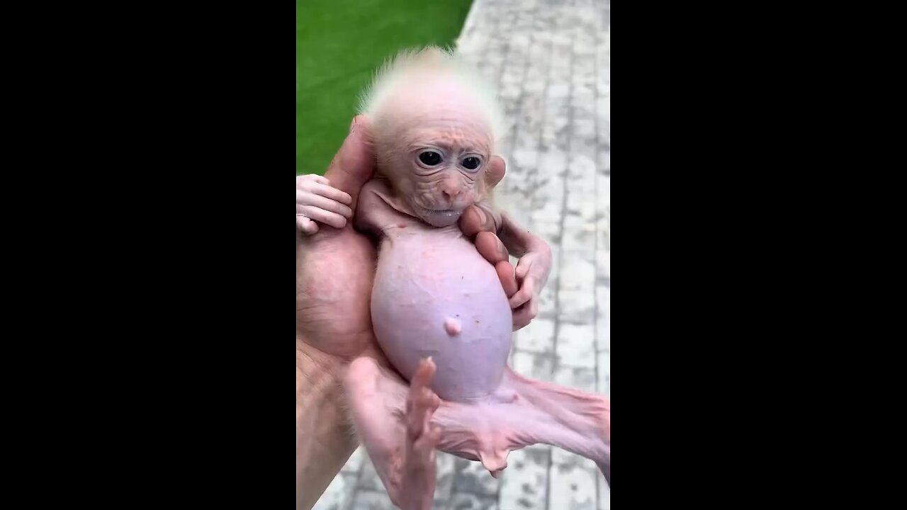 Cute monkey