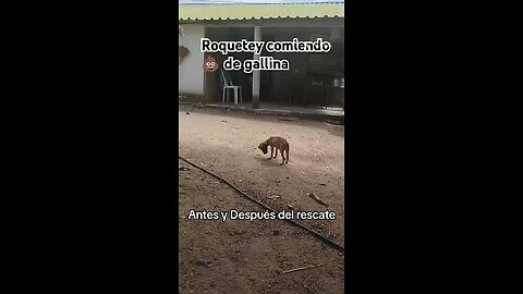 El Antes y Después de Mis Perritas Rescatadas | Rescue Dogs Before & After