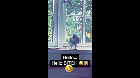 Parrot says ‘bullshit’ to Love You🤣