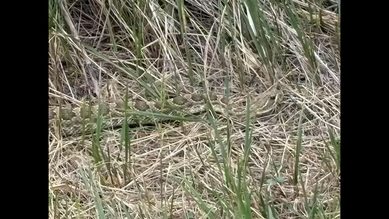 there's a snake in the grass