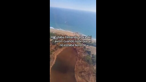 What is this in the water ?!