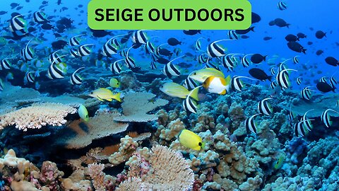 Tropical Reef Live Cams!