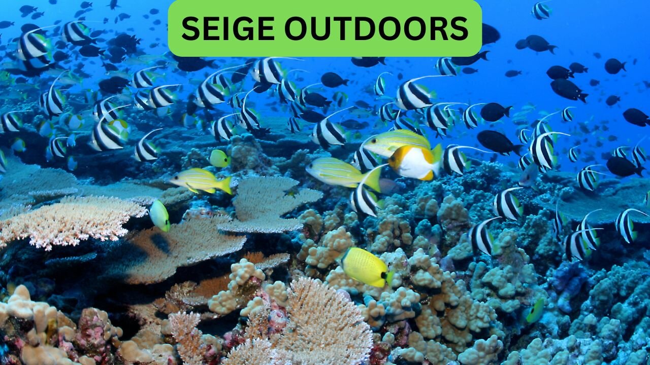 Tropical Reef Live Cams!