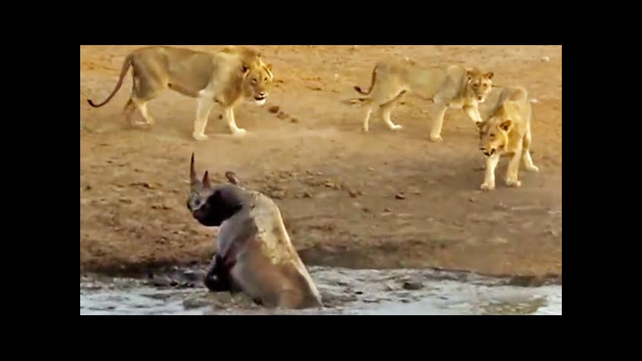 3 Lions Attack Black Rhino That's Stuck in Mud