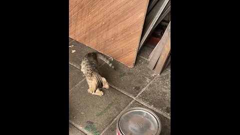 #catlove pet love