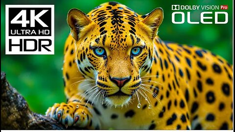 Incredible Wild Animals in Dolby Vision HDR 4K 120 FPS Video - Scenic Wildlife