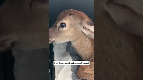 The deer hid from the rain under the girls car and she took in an animal