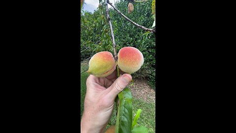 Lake Norman Peaches are starting to look Good ! 🍑 🍑 #shorts #foryou