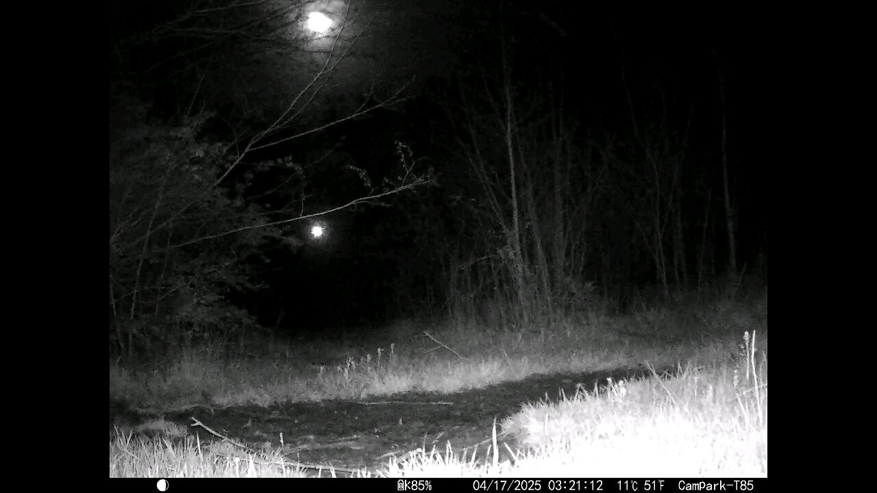 Deer Cam 04-17-2025