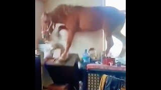 Animals Are Always So Graceful. Well, Most Of The Time