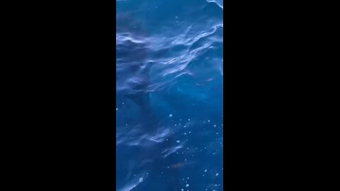 Whales and more whales