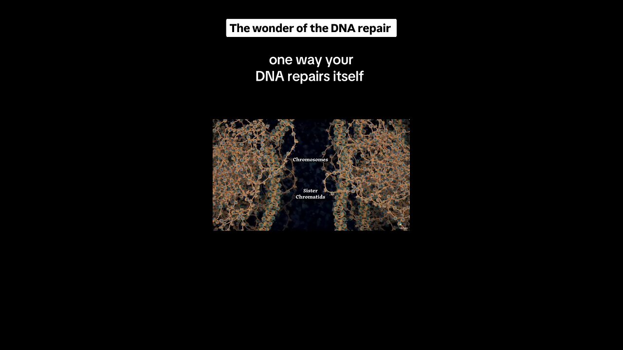 human dna