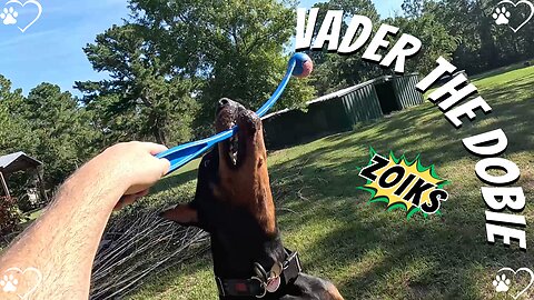 Doberman Tease-Fest: Vader’s Pink Tennis Ball Chaos! 🐶🎾😜