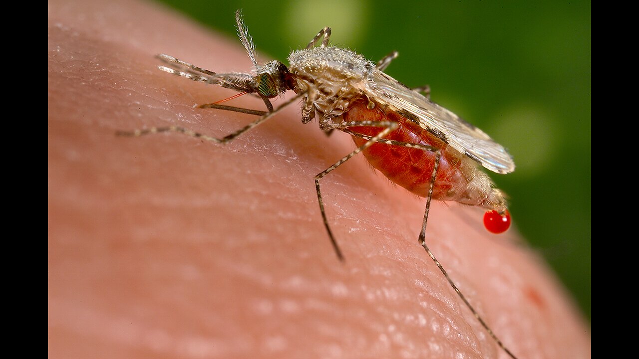 Grandes tueuses : Le paludisme | Inserm [Flokossama]