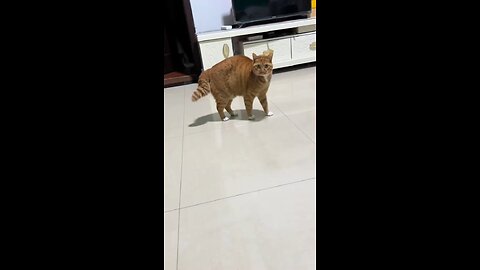 Beware the Angry Orange Cat!