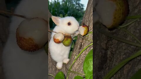 Cute little rabbit eating lychee, rabbit, cute little pastoral pet