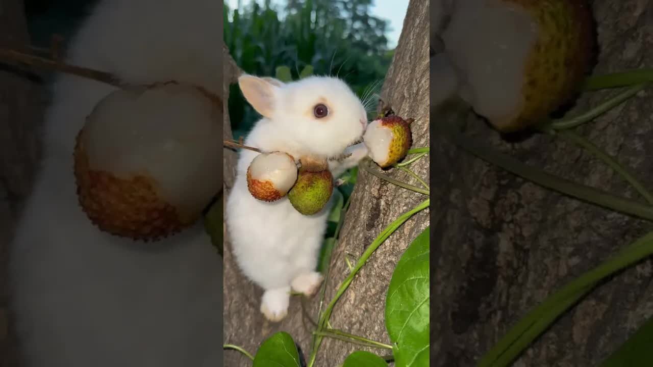 Cute little rabbit eating lychee, rabbit, cute little pastoral pet