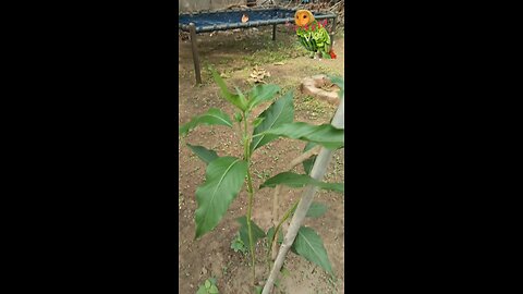 How to Harvest Adhatoda | HomeRemedies
