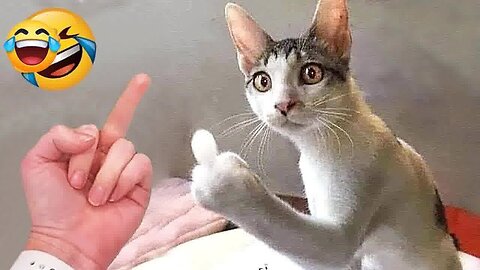Viral Try Not To Laugh Cats And Dogs Videos 😁 - BEST Funny Animal Videos 2025
