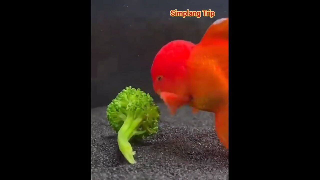 Simplang Trip 71: Kung nasasanla ang lahat ng gold, bakit di nasasanla ang Goldfish?